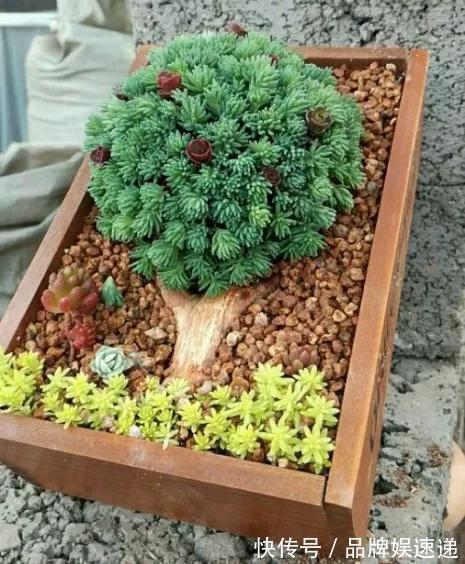 多肉拼盘玩一次就上瘾，这些创意拼法，你一定喜欢