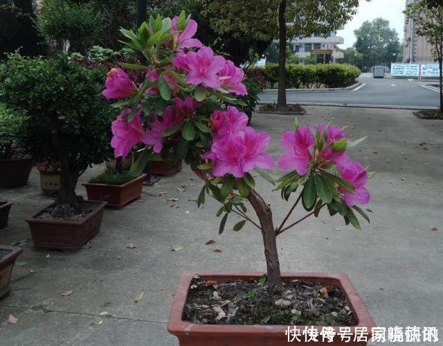 公认难养的2种花,养一棵死一棵,年年收空盆