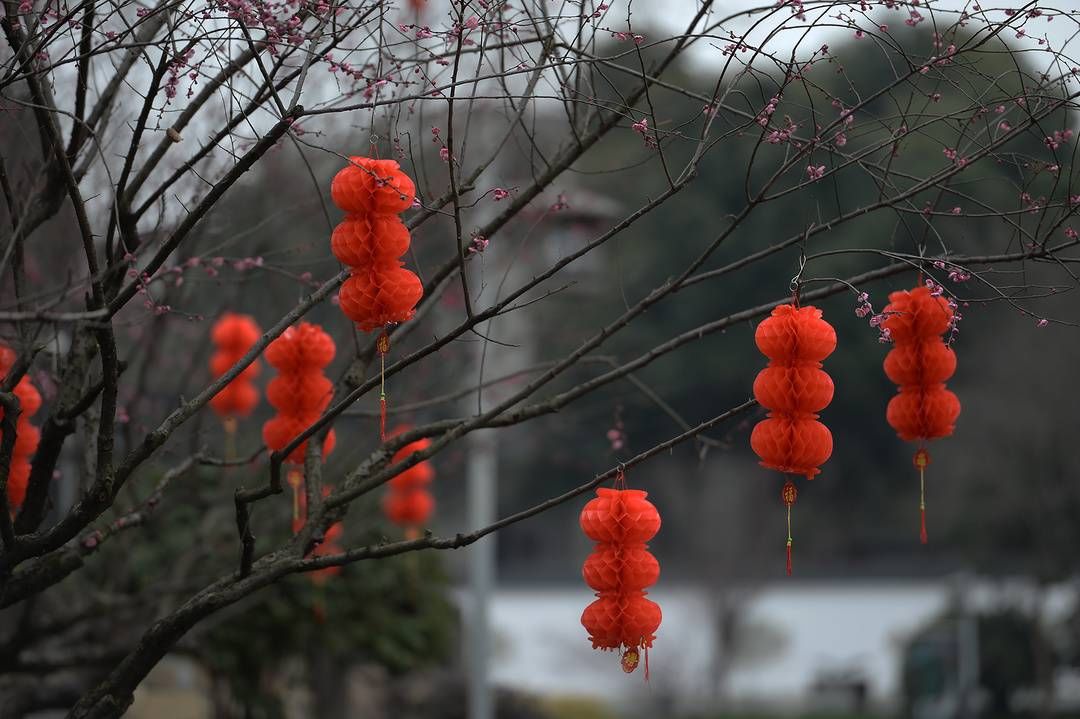 杨涛|春花灯笼相伴 成都街头年味浓