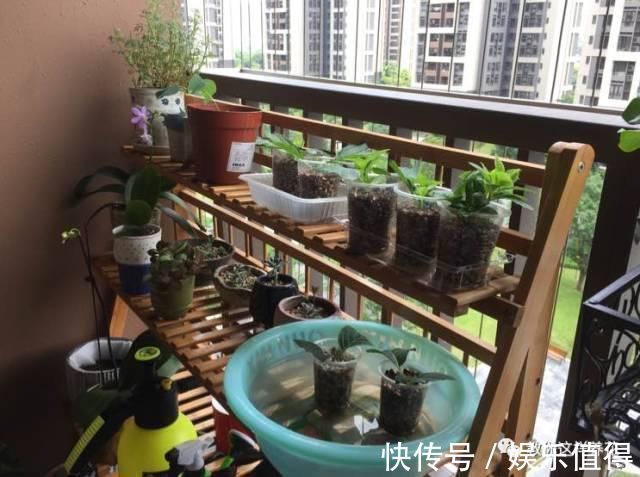 扦插|学会这种扦插法,2周生根,插什么活什么,太简单了!