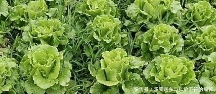 莴笋和莴苣有什么区别，很多人不知道，看完以后就懂了