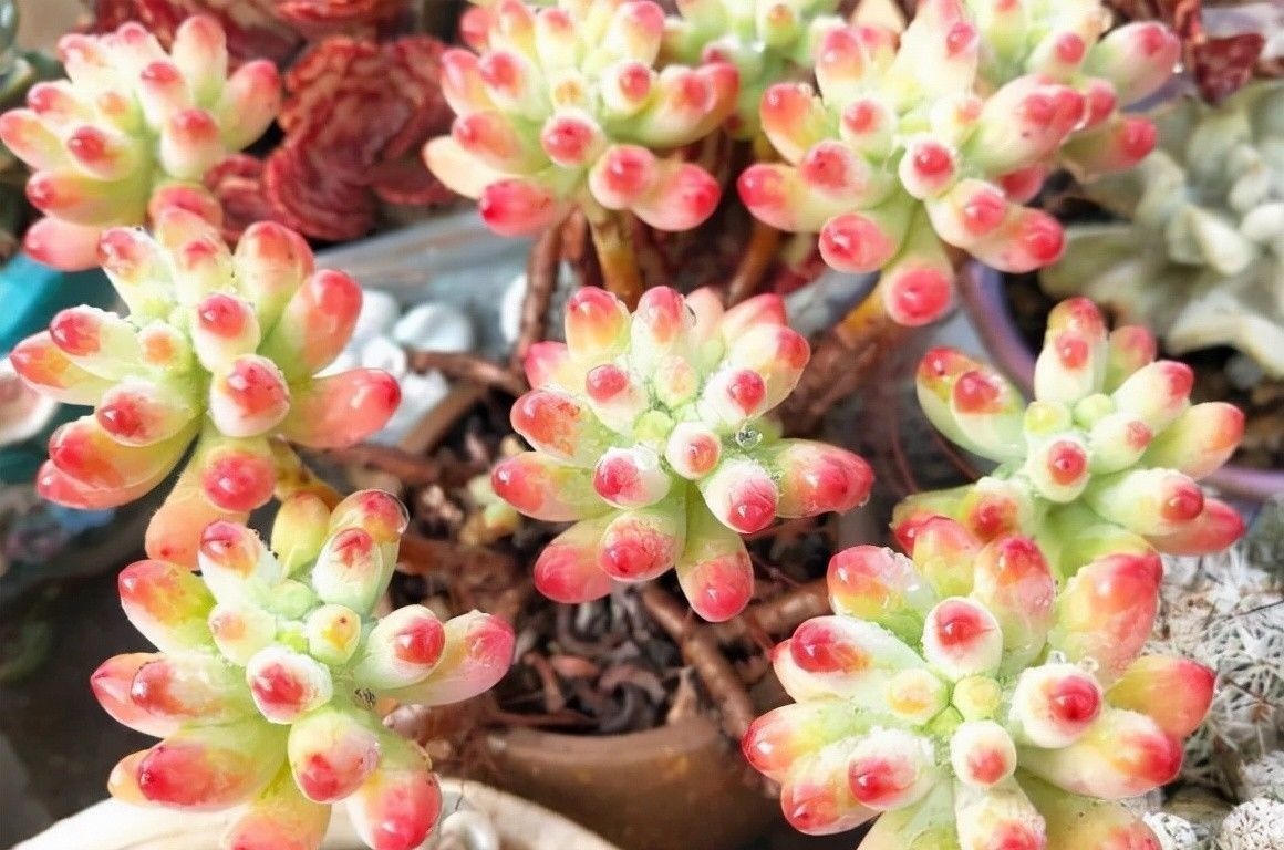 多肉|多肉好看不好养,想要养好它!“先要有环境,后要有技术”