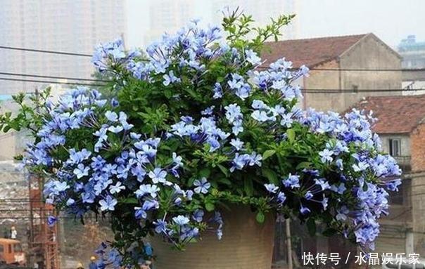 夏季|春夏交替,养啥花省心简单家庭盆栽5款植物,装饰效果佳