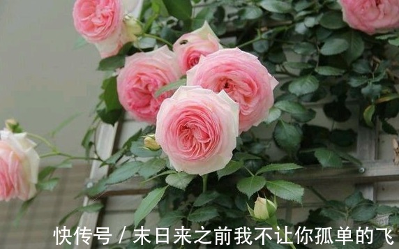 秋天给月季浇点这种水，不黄叶不生病，花苞长不停！