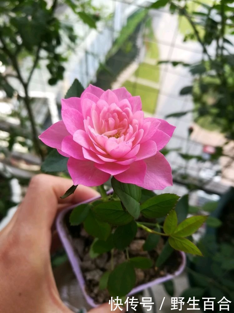 懒人最爱养的花，半月不浇水照样爆盆，花苞爬满枝头，绚丽多彩