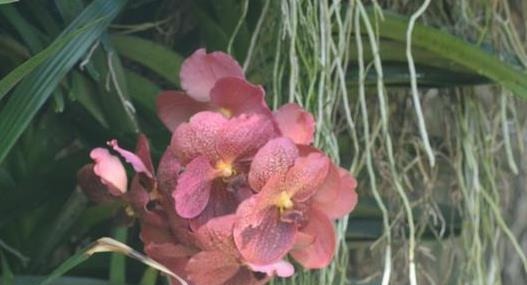 前人传下来的养兰“8字经”,是对养好兰花的经验和总结,赶紧学