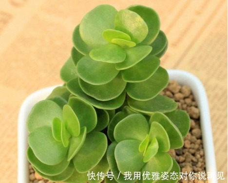 第一次养花，就养一盆“阳台精品” 金钱木，清新淡雅，高贵典雅