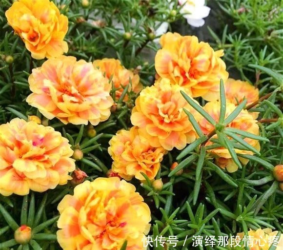 花卉|阳台再小也要养盆“它”，花开似牡丹，从春开到冬，四季有花赏！