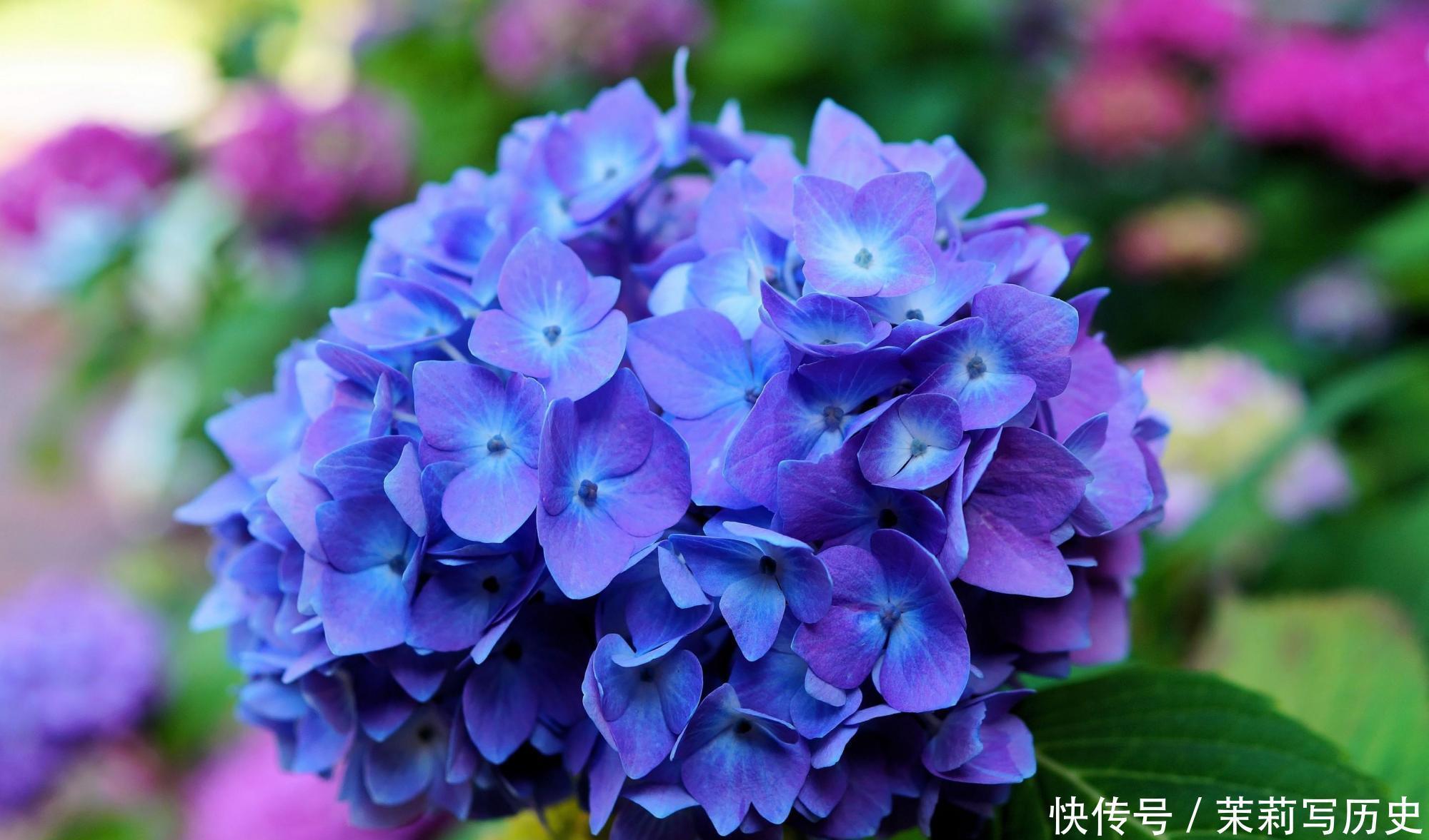 阳台养什么花好,喜欢阳光充足的花,给你推荐这3种