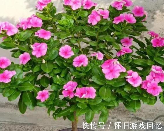 哇塞，6种便宜花，动手一剪变盆景，价格立马翻一倍