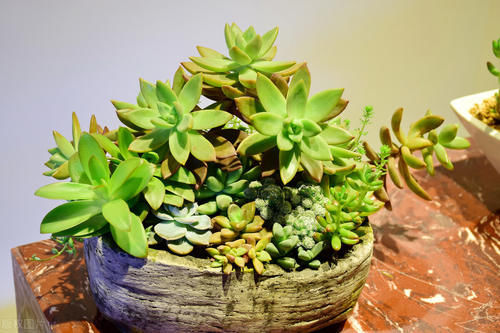 养好花离不开好的土壤，8种适合家庭养花的土壤，养花爆盆