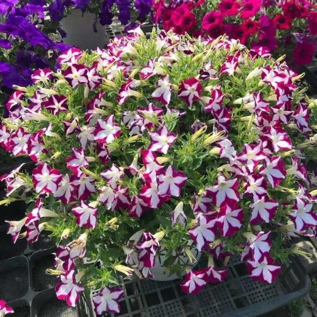 养花施肥小窍门记住“3个不要”，肥料用得少，花儿长得壮