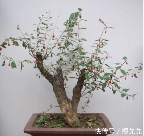 枸杞盆景采挖上盆养护技术,建议收藏!