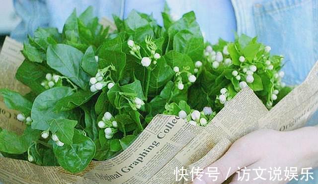 叶片|养茉莉“小窍门”,秒变开花机器,四季开花不断,次次开花都爆盆