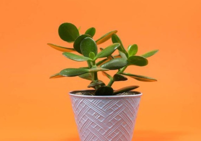 兔耳|越养越值钱的4种花,一旦把花养活财运不断,尤其第一种不好养!