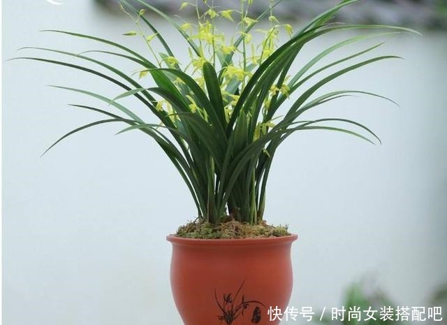 墨兰清香优雅,四季苍翠,养护墨兰时要如何浇水!