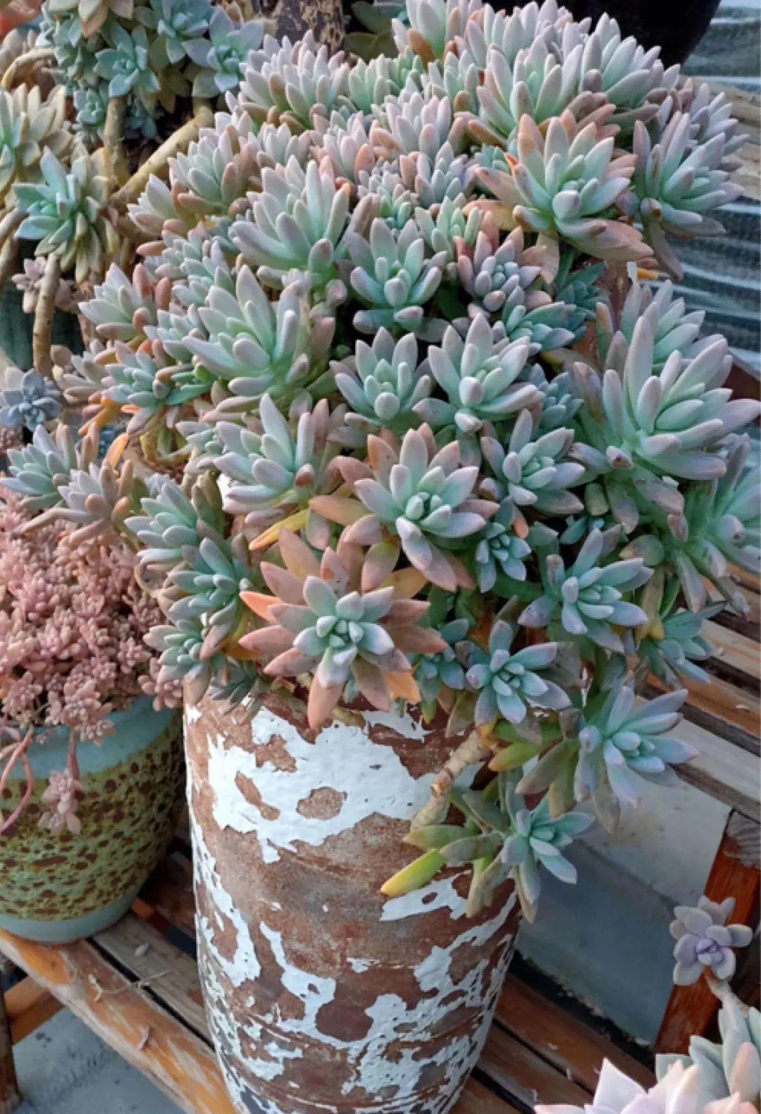 最小的盆,养最牛的花,还能开爆盆,真牛!