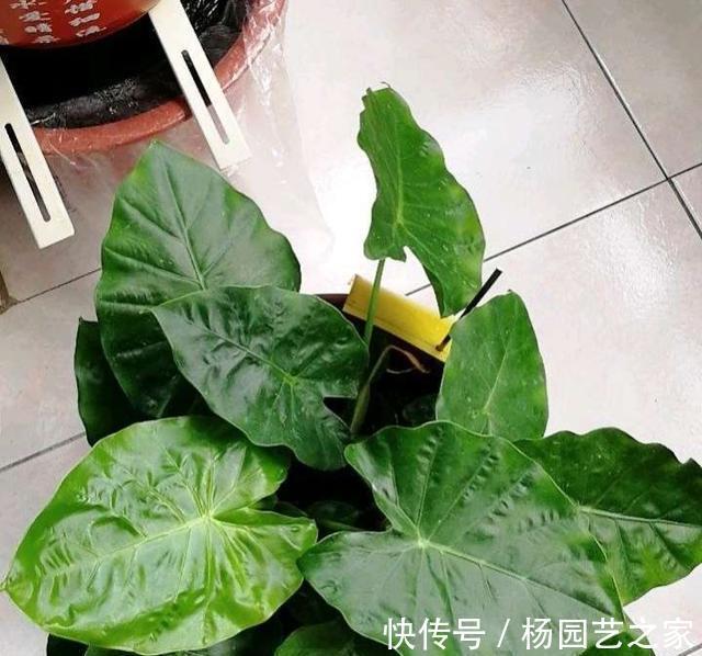 散尾葵|夏天多养大叶子植物,高端又漂亮,大热天也凉快