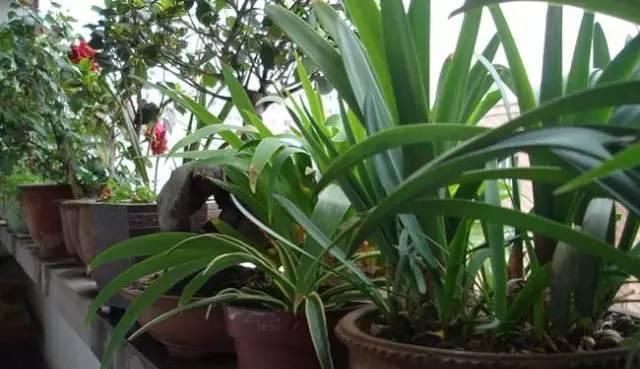 家家都有的1种垃圾，掺一些在盆土里，土壤不板结，养啥花都旺