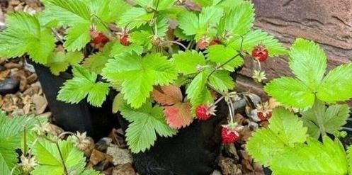 百香果|吃剩的水果种子,往盆里一种,种成小盆栽,一不小心就结出果实来