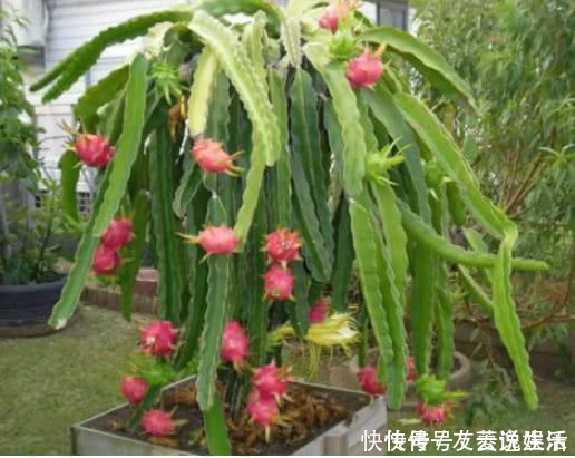 氮肥|在家也能种火龙果,7天生根发芽,好养易活结果量大,果子挂满树