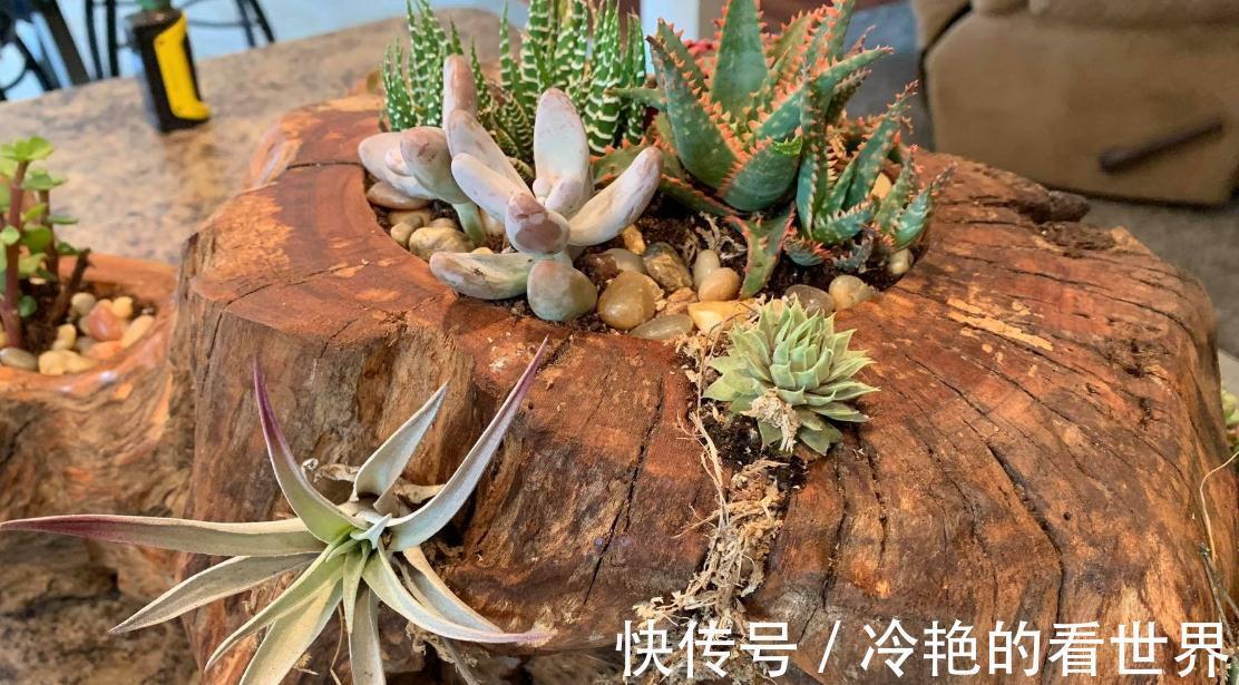 多肉|树桩与多肉植物是最配的，用来给花园造景，很有田园气息