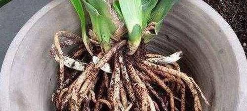 在家怎么养好君子兰记牢3点关键,叶片油绿、根满盆