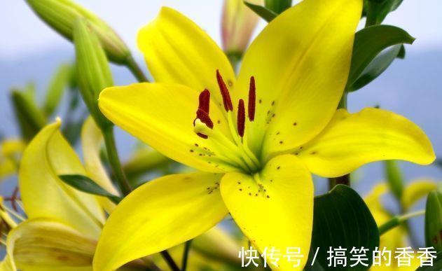 百合|5种花适合养在客厅，花朵大颜色艳，一年四季开花不断