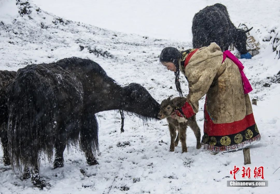 雪豹|这辈子一定要去趟这个公园 在这里“有种爱叫放手”