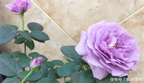 3种花漂亮又好养,花大色艳,埋土里就能活,室内也能种