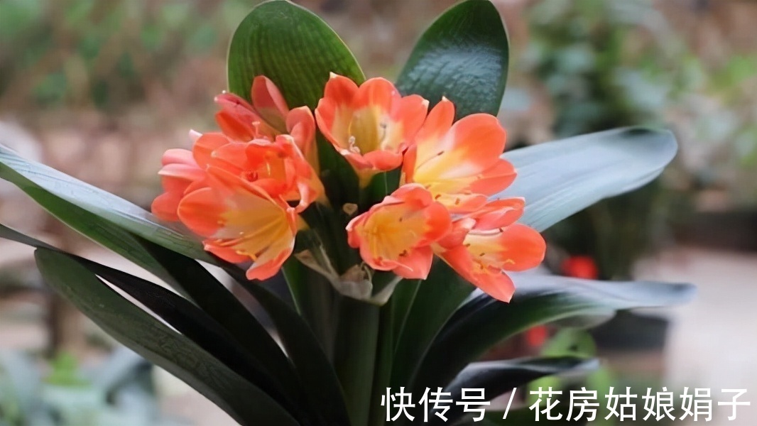 按照君子兰的生长习性来进行养殖,就不怕养不好它了,值得收藏