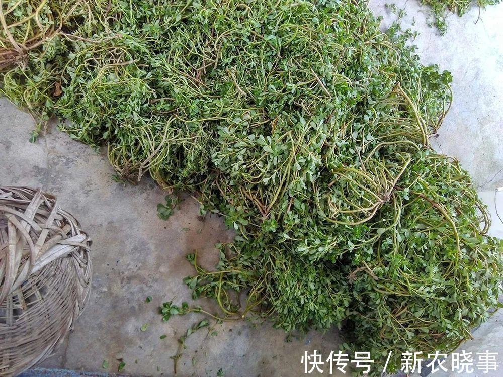 痛恨|7月的野菜之王,田边一摘几十斤,凉拌十分美味,却常被农民痛恨