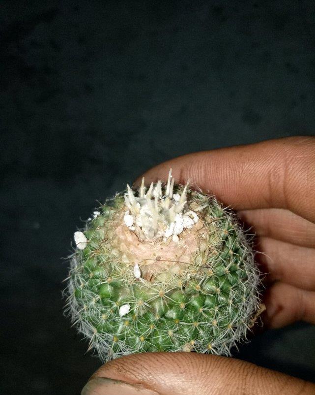 根系|怎么用卫生纸让花草轻松生根、早点成活?