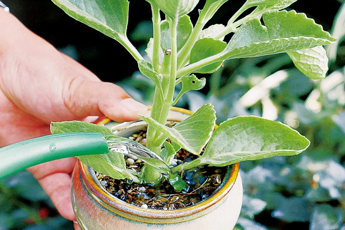 损伤|养花浇水有讲究,3个“手病”使不得,浇一盆死一盆