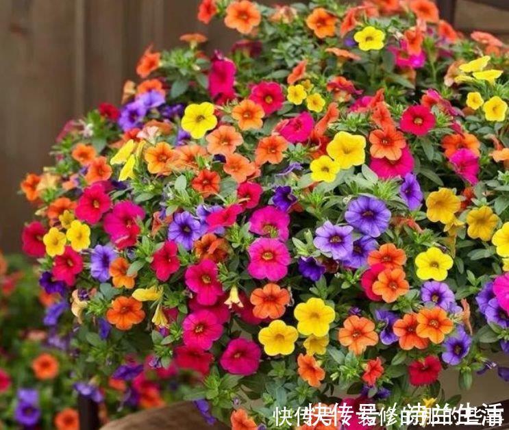 小花园|5种花漂亮又好养,比牡丹好看,阳台开花变温馨小花园