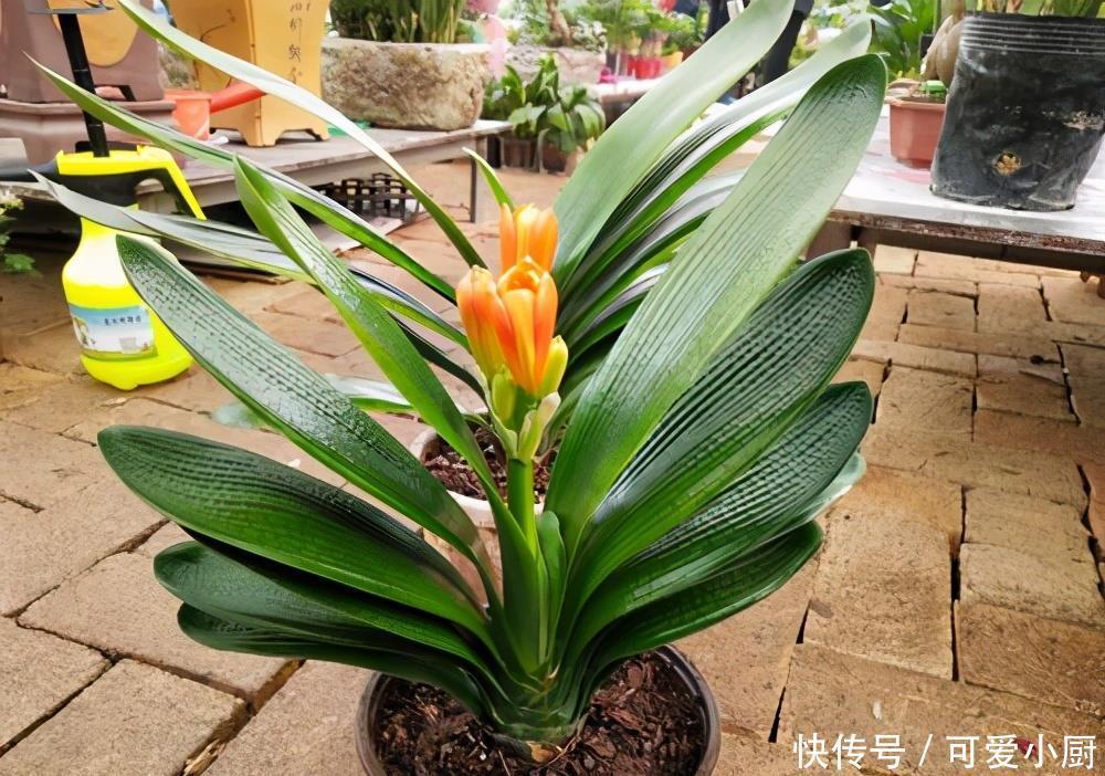 立冬后,养这5种花,最好搬到屋里,不然难越冬