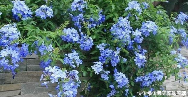 繁殖|这几种花养在墙角最合适,顺着墙开花成海,盛夏也极美!