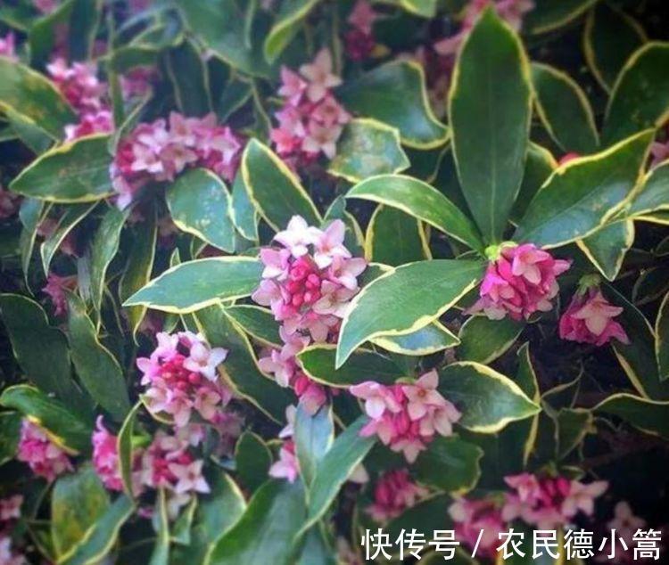 泥土|从9月16日开始,家养此款花卉,简单易成活,特别适合新手养