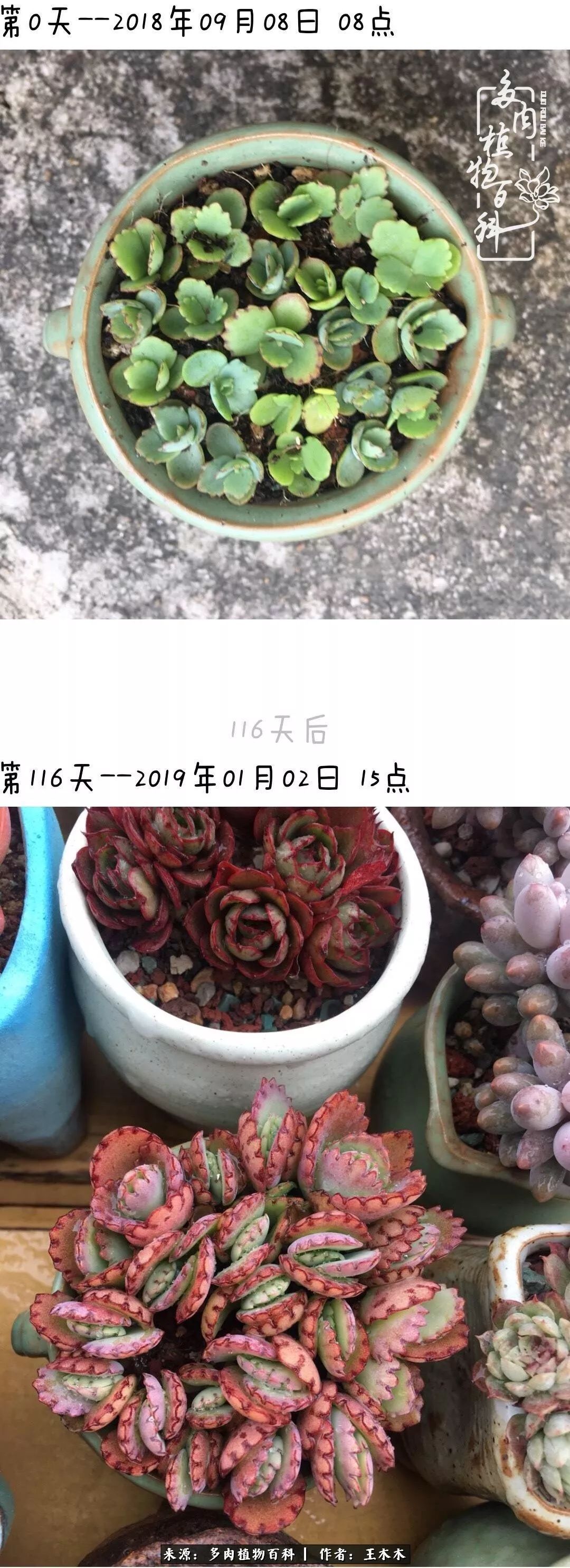 爱上多肉的第三个年头回看励志对比图,感悟岁月静好!