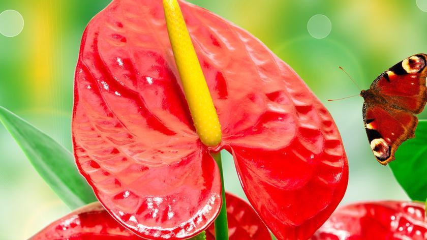 北阳台不适合养花,5种花,在北阳台轻松开出花海