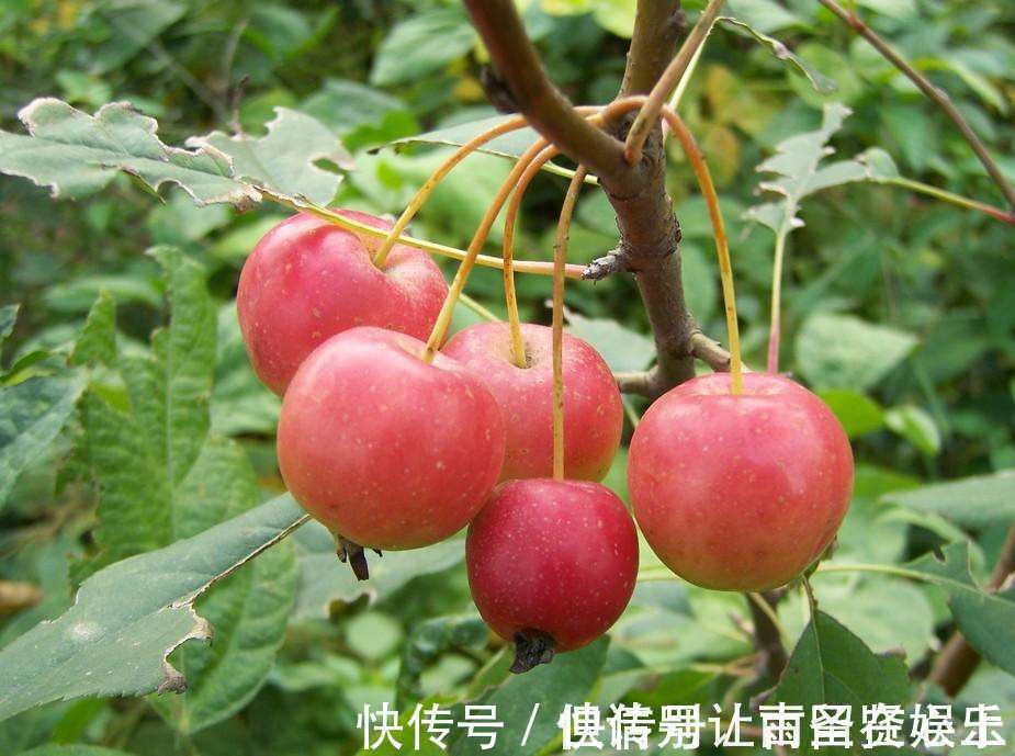 海棠|小时候爱吃的野果,现在成了路边的绿化树,果子无人问津