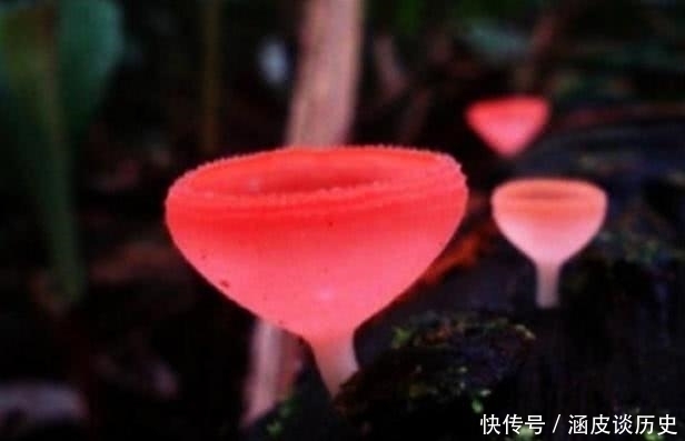 测出|心理学家:3朵蘑菇你认为哪一朵蘑菇有毒?测出你潜意识最害怕什么,准