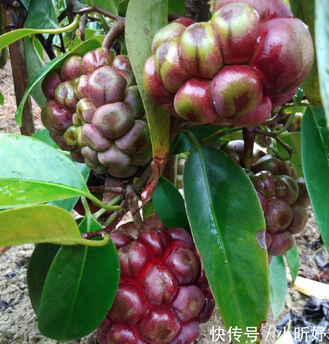 真的|海贼王里面恶魔果实,现实中真的存在? 超市就买得到128元一个