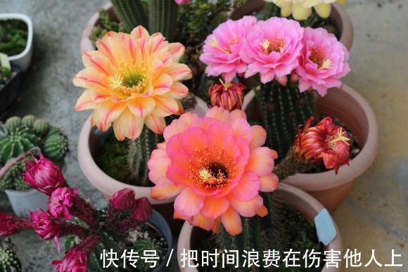 如何让仙人掌开花，这4招最管用，学会了你的仙人掌都能开花