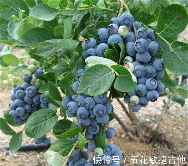 养1盆“耐寒”果树,枝头结满“蓝果子”,年年都能摘鲜甜水果!