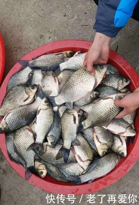 鲫鱼|浅谈鲫鱼的食性和习性,足够了解你才能钓到爆护
