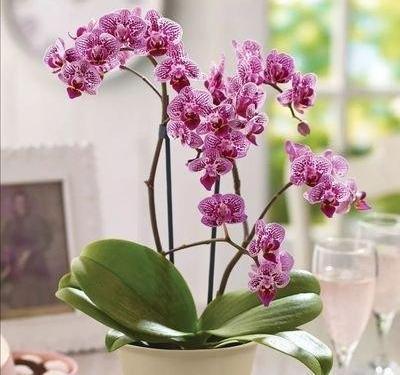 空气湿度|烂根的蝴蝶兰别扔,学会这么做,猛窜花枝,年年都开花