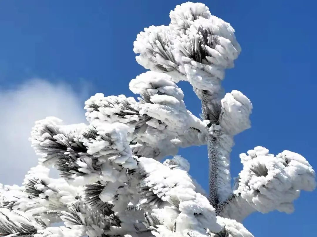 美景|华顶迎今年首场雾凇！天台山美景刷爆朋友圈！