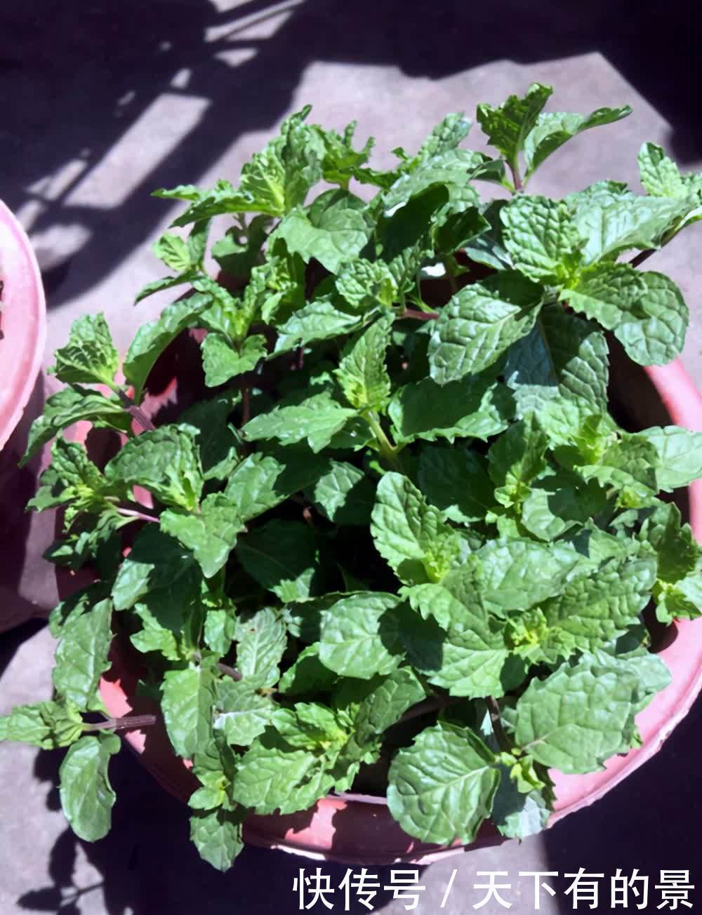 室内可以养的芬香植物,看看这5个品种,你养过吗?