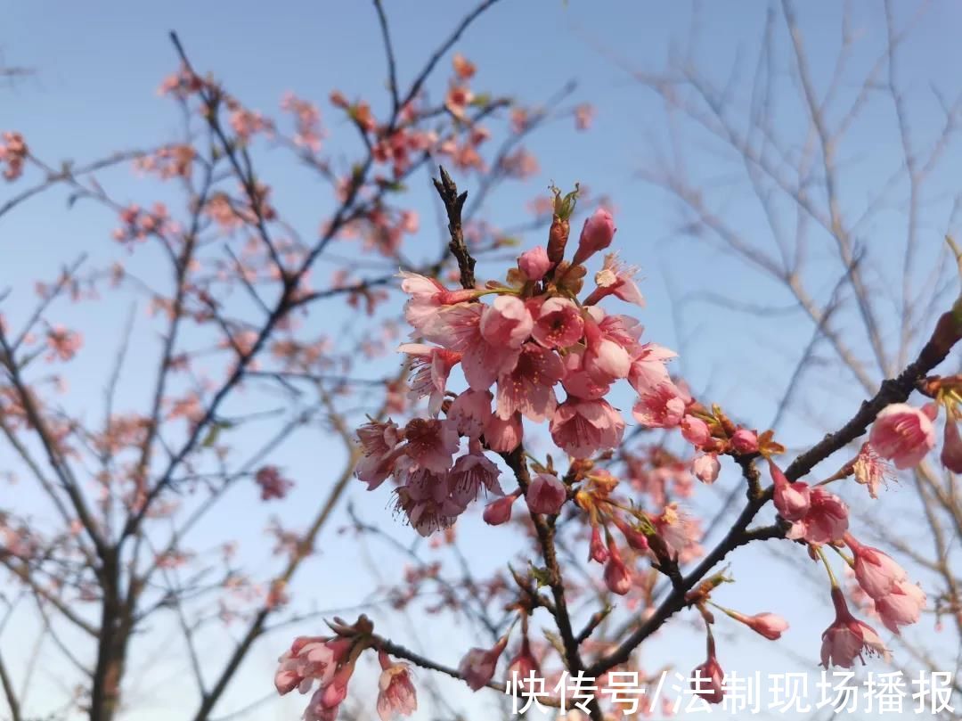 绽放|今年上海第一波樱花将何时绽放?河津樱预计晚到几日但很灿烂